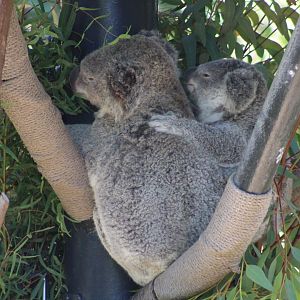 Koala with Joey (P. c. cinereus)