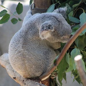Queensland Koala (P. c. cinereus)