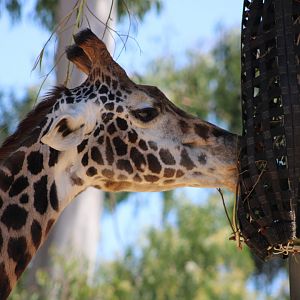 Masai Giraffe Closeup (G. tippelskirchi)
