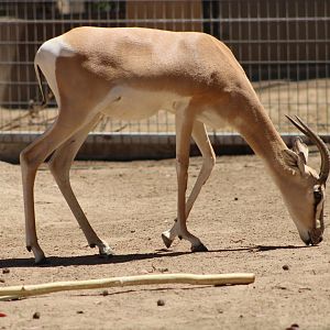 Nubian Soemmerring’s Gazelle (N. s. soemmerringii)