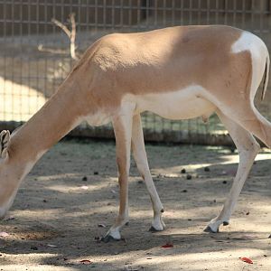 Nubian Soemmerring’s Gazelle (N. s. soemmerringii)