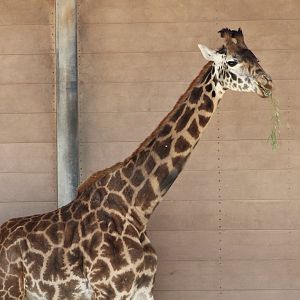 Masai Giraffe (Giraffa tippelskirchi)