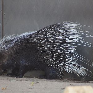 Cape Porcupine (Hystrix africaeaustralis)