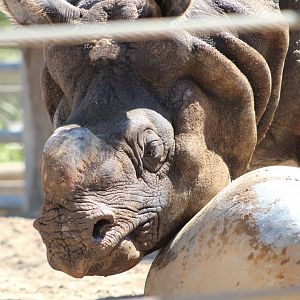Maza the Indian Rhinoceros (R. unicornis)