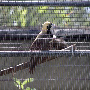 Raggiana Bird-of-Paradise (Paradisea raggiana)