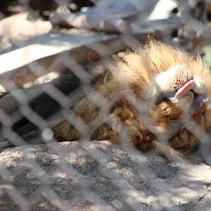 Ernest the Southeast African Lion (P. l. melanochaita)