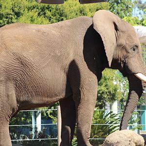 Vus’musi (?) the African Bush Elephant (L. africana)