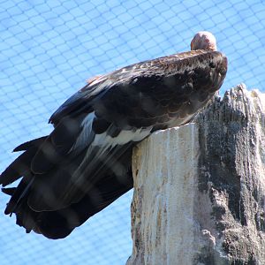 California Condor (Gymnogyps californianus)