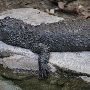 Chinese Alligator (Alligator sinensis)