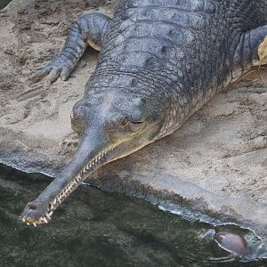 Gharial (Gavialis gangeticus)