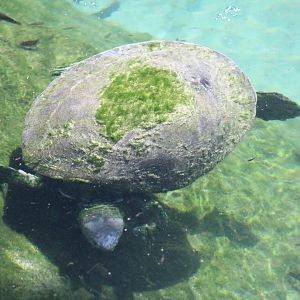 Malaysian Giant Turtle (Orlitia borneensis)