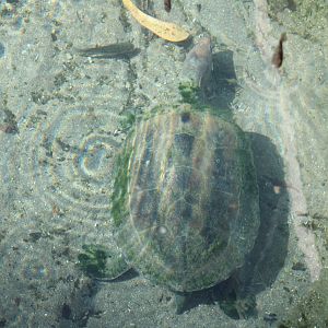 Painted Terrapin (Batagur borneoensis)