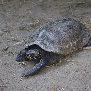 Indian Pond Turtle (Geoclemys hamiltoni)