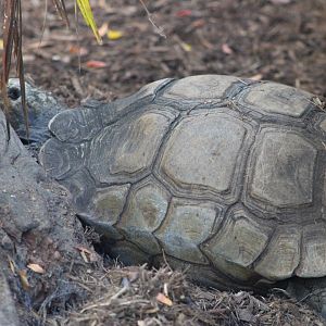 Brown Mountain Tortoise (M. e. emys)