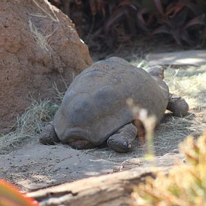 Leopard Tortoise (Stigmochelys pardalis ssp.)