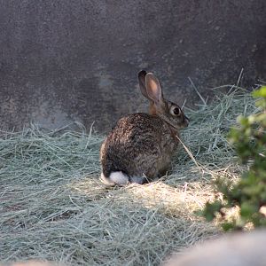 (Wild) Desert Cottontail (Sylvilagus audubonii)