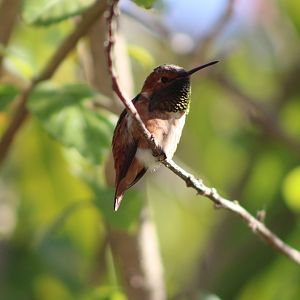 (Wild) Allen’s Hummingbird (Selasphorus sasin)