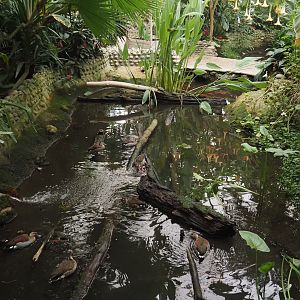 Pond with slider turtles and ringed teals in the Oasis greenhouse, 2024-09-17