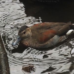 Ringed teal (Callonetta leucophrys), 2024-09-17