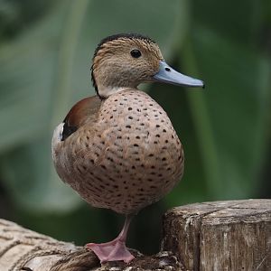 Ringed teal (Callonetta leucophrys), 2024-09-17