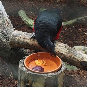 Pesquet's parrot (Psittrichas fulgidus), 2024-09-17