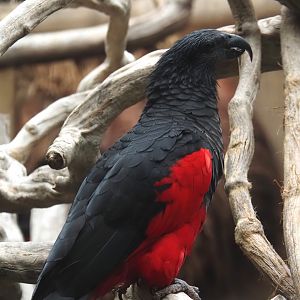 Pesquet's parrot (Psittrichas fulgidus), 2024-09-17