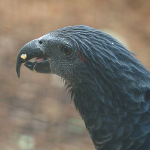 Pesquet's parrot (Psittrichas fulgidus), 2024-09-17