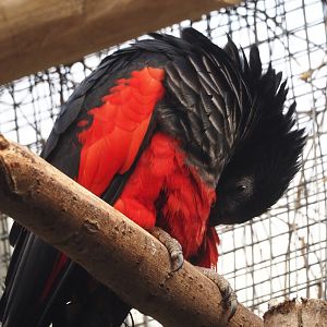 Pesquet's parrot (Psittrichas fulgidus), 2024-09-17