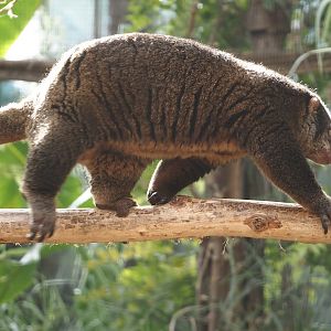 Sulawesi bear cuscus (Ailurops ursinus), 2024-09-17