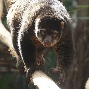 Sulawesi bear cuscus (Ailurops ursinus), 2024-09-17