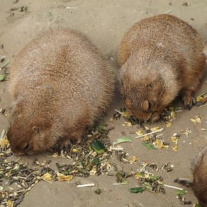 Black-tailed prairie dog (Cynomys ludovicianus), 2024-09-17