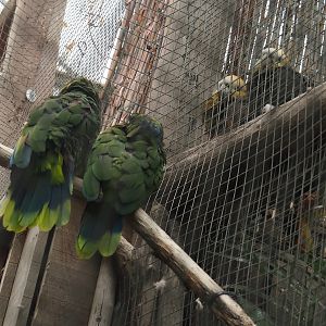 St. Lucia amazons (Amazona versicolor) and St Vincent amazons (A. guildingii), 2024-09-17