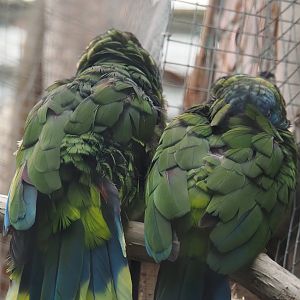St. Lucia amazons (Amazona versicolor), 2024-09-17