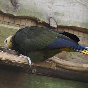 St Vincent amazon (Amazona guildingii), 2024-09-17