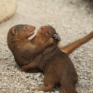 Dwarf mongooses (Helogale parvula), 2024-09-17