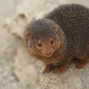 Dwarf mongoose (Helogale parvula), 2024-09-17