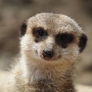 Meerkat (Suricata suricatta), 2024-09-17