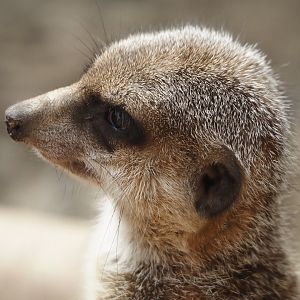 Meerkat (Suricata suricatta), 2024-09-17