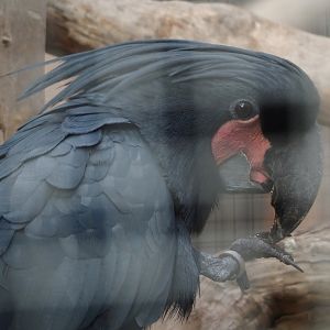 Lesser palm cockatoo (Probosciger aterrimus aterrimus), 2024-09-17