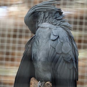 Lesser palm cockatoo (Probosciger aterrimus aterrimus), 2024-09-17