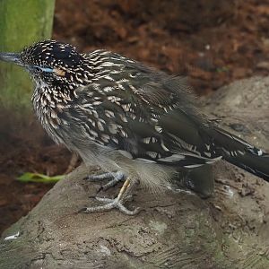 Greater roadrunner (Geococcyx californianus), 2024-09-17
