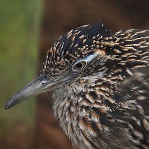 Greater roadrunner (Geococcyx californianus), 2024-09-17