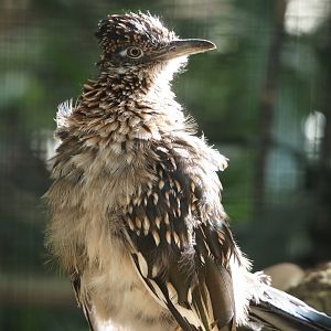 Greater roadrunner (Geococcyx californianus), 2024-09-17