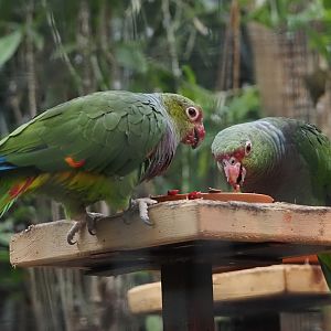 Vinaceous-breasted amazons (Amazona vinacea), 2024-09-17