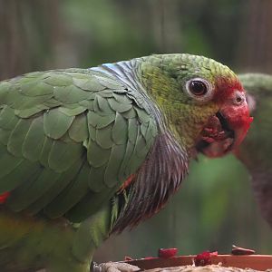 Vinaceous-breasted amazon (Amazona vinacea), 2024-09-17