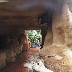 Oasis - Lower area next to former hummingbird and iguana exhibit, 2024-09-17