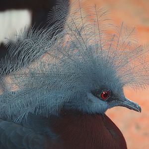 Sclater's crowned pigeon (Goura sclateri), 2024-09-17