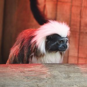 Cotton-top tamarin (Saguinus oedipus), 2024-09-17