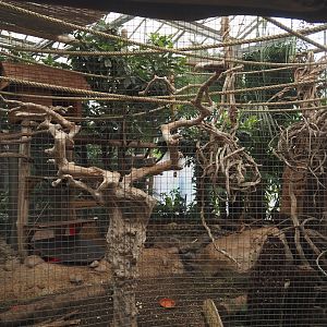 Azara's agouti and White-faced saki exhibit, 2024-09-17