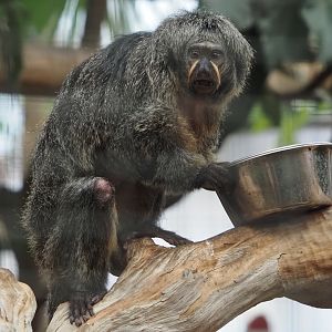 White-faced saki (Pithecia pithecia), 2024-09-17